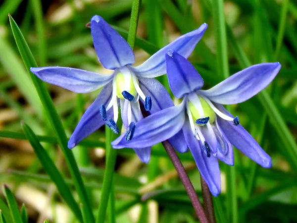 stock image Thornhill Blue Snowdrop 2011