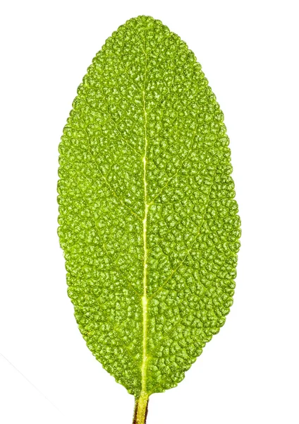 Sage leaf — Stock Photo, Image