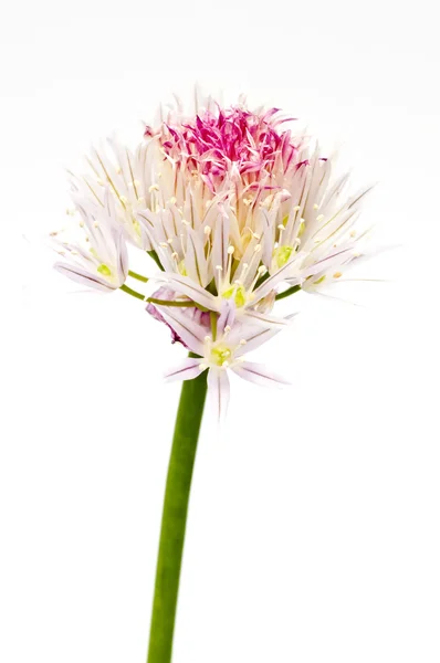 Floración de cebollino —  Fotos de Stock