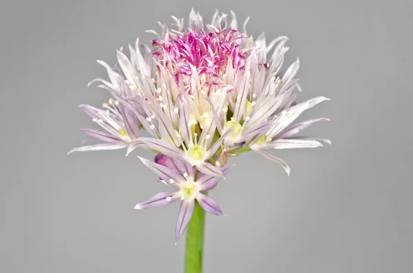Chive blooming — Stock Photo, Image