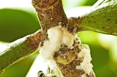 Mealybugs