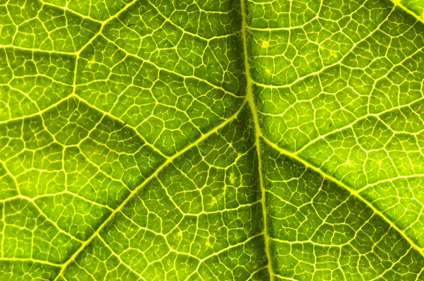 잎을 덮는 모습 — 스톡 사진