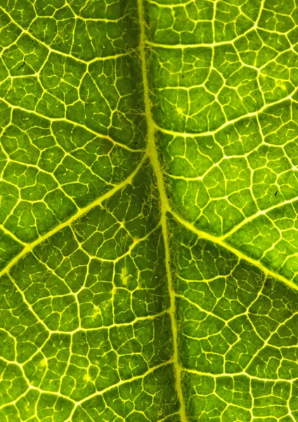 Närbild av ett löv — Stockfoto