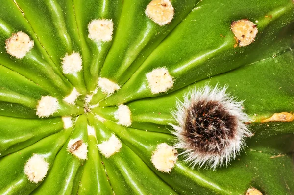 Echinopsis eyriesii — ストック写真