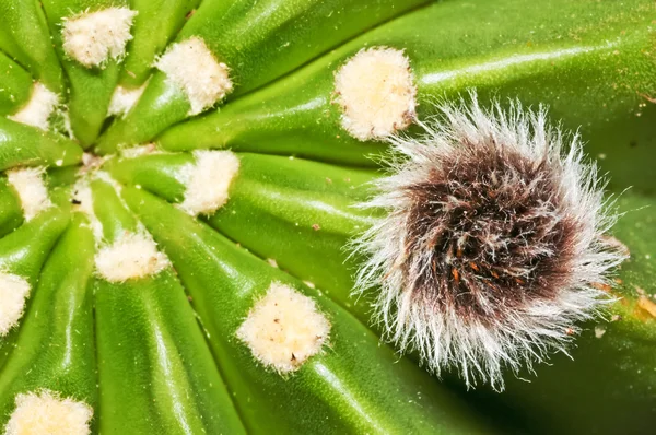 Echinopsis eyriesii — ストック写真