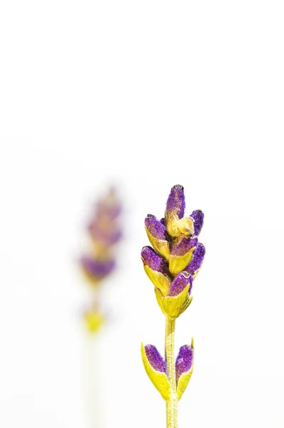 Lavendel - Stock-foto