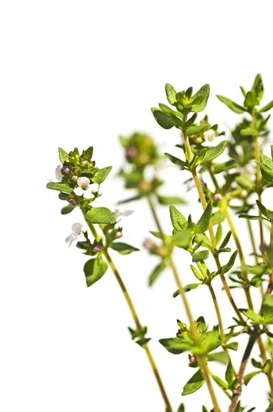 Thyme blooming — Stock Photo, Image