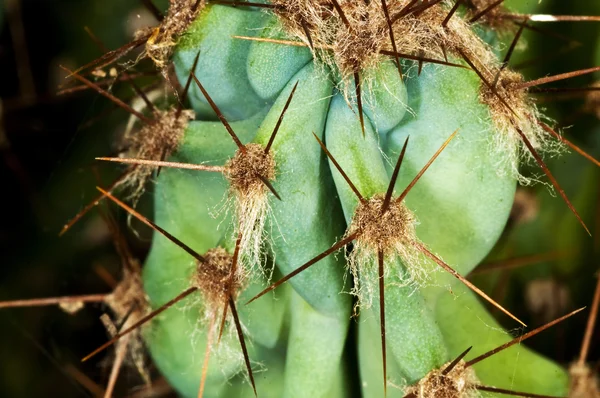 Kaktusy z kolcami — Zdjęcie stockowe
