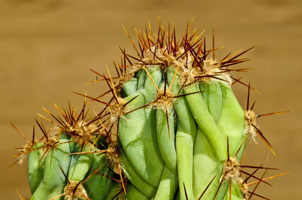 Kaktusy z kolcami — Zdjęcie stockowe