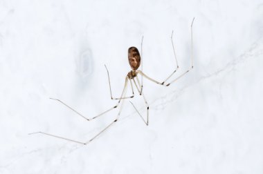 Daddy longlegs clipart