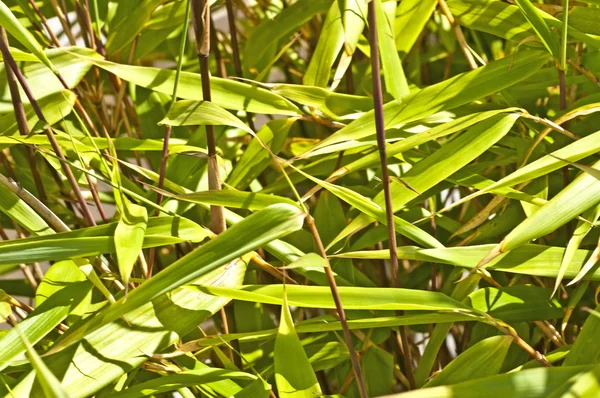 Bambu — Fotografia de Stock