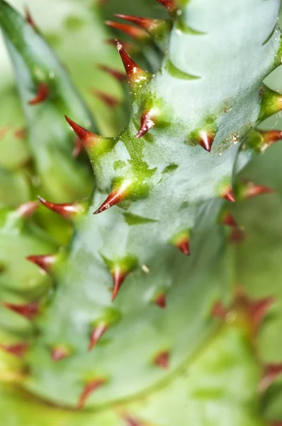 Cap Aloe con espinas — Foto de Stock