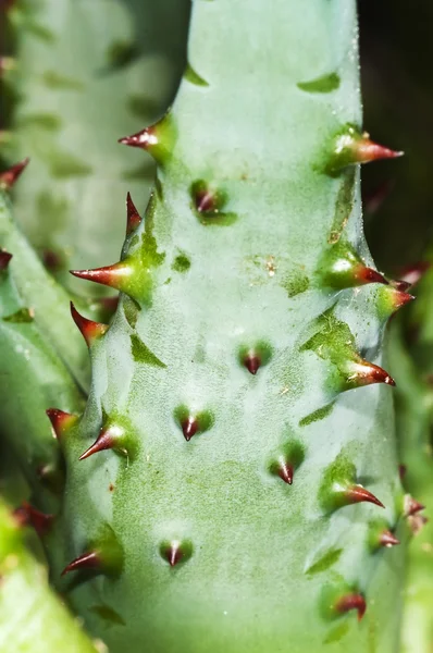 Cap Aloe with thorns — Stock Photo, Image