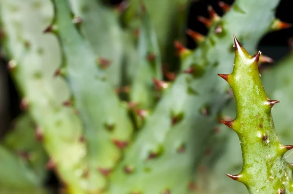 Cap Aloe con spine — Foto Stock
