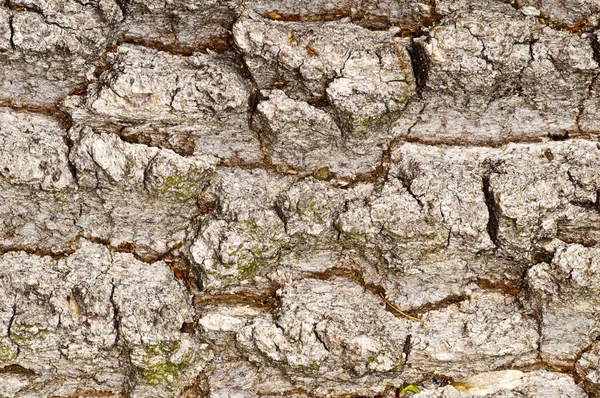 Bark of an oak — Stock Photo, Image