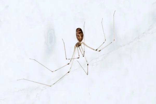 Long Legs Spider Mother Stock Photo 205620319
