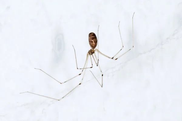 Daddy-long-legs spider - Stock Image - C027/0332 - Science Photo