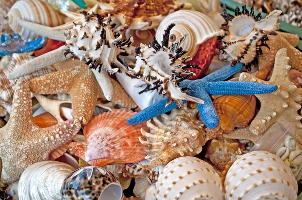 Seashells and starfish — Stock Photo, Image