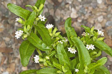 Stevia rebaudiana, şeker için destek