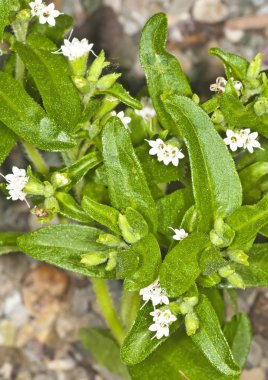 Stevia rebaudiana, şeker için destek