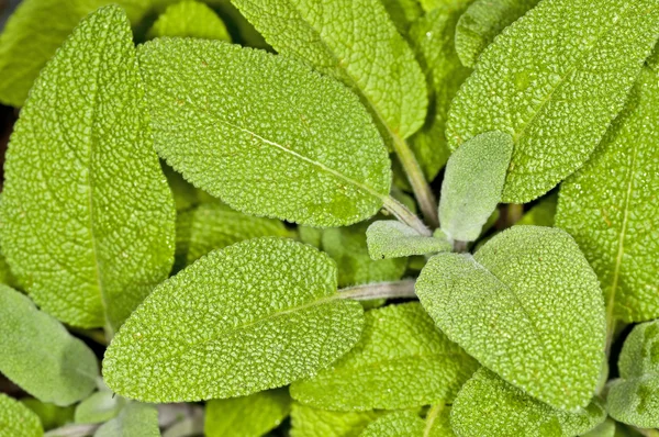 Salbei, Salvia officinalis — Stockfoto