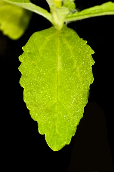 상 추 잎 콜라주 — 스톡 사진
