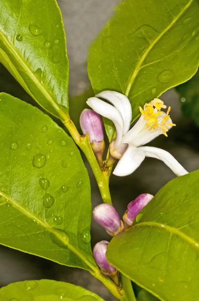 Lemon flower — Stock Photo, Image
