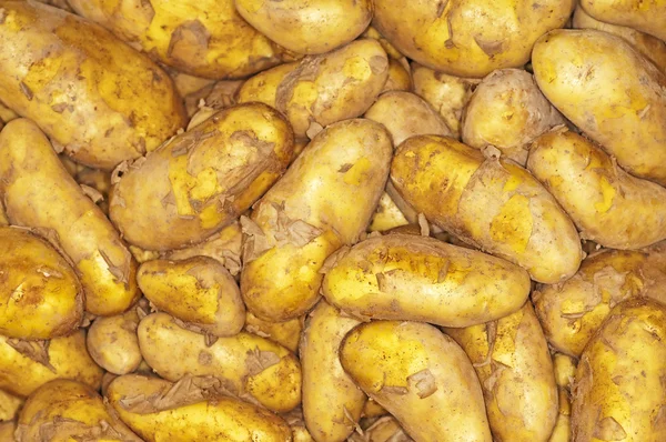 stock image Potatoes new harvest