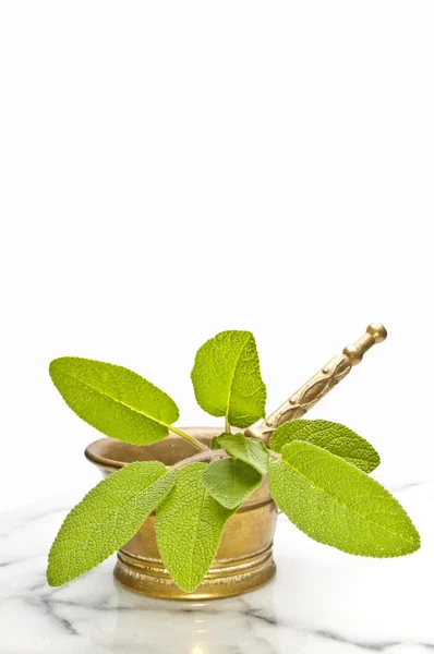 Salie bladeren voor medicinaal gebruik — Stockfoto