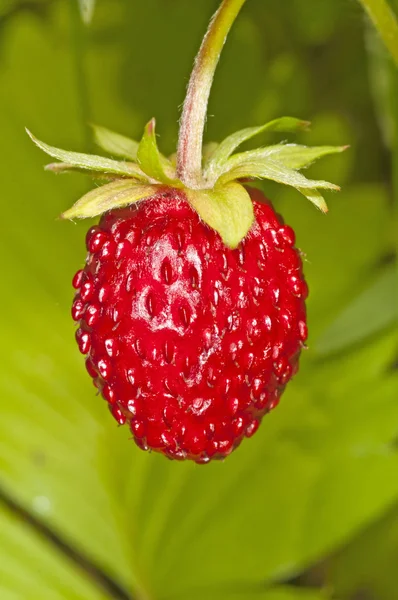 stock image Woodland strawberry