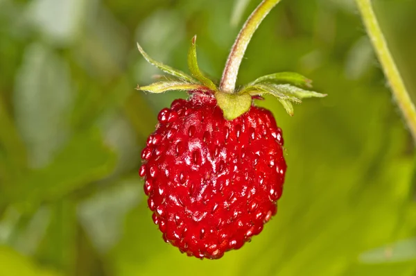 stock image Woodland strawberry