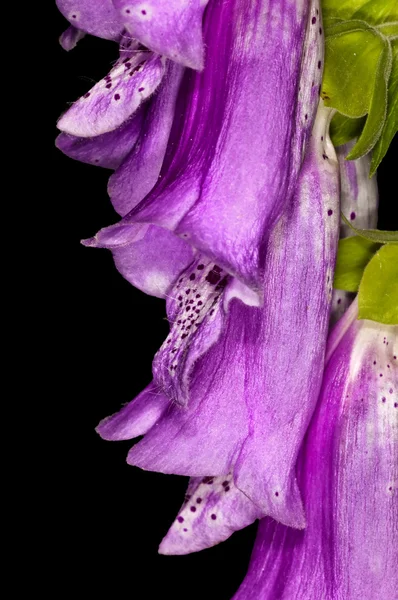 Фиолетовая перчатка, лекарственное растение — стоковое фото