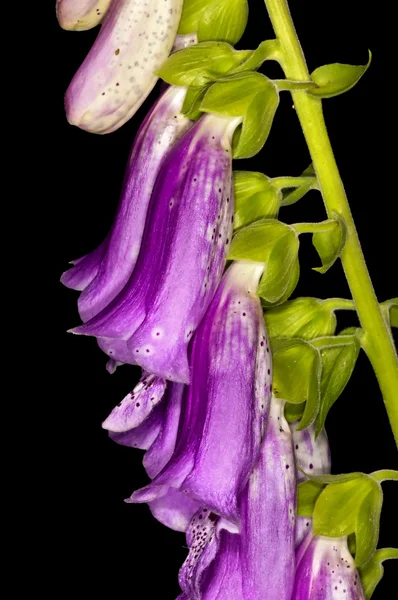 Fioletowy naparstnica, Medycyna roślina — Zdjęcie stockowe