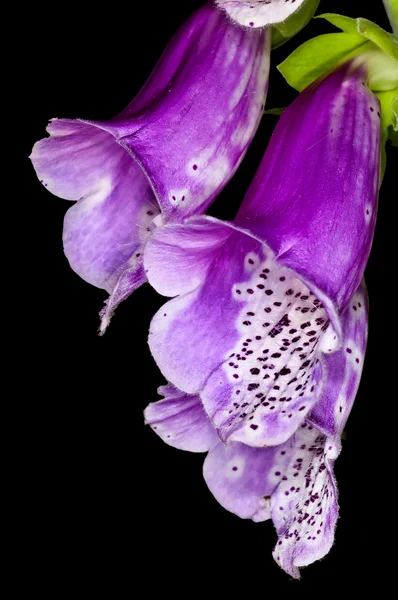 Фиолетовая перчатка, лекарственное растение — стоковое фото