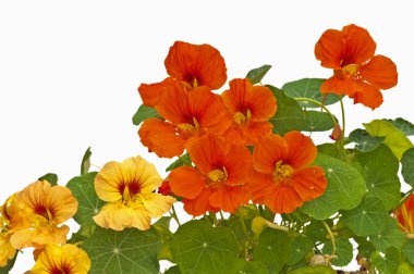 Nasturtium medicine and salad of the abbeys clipart