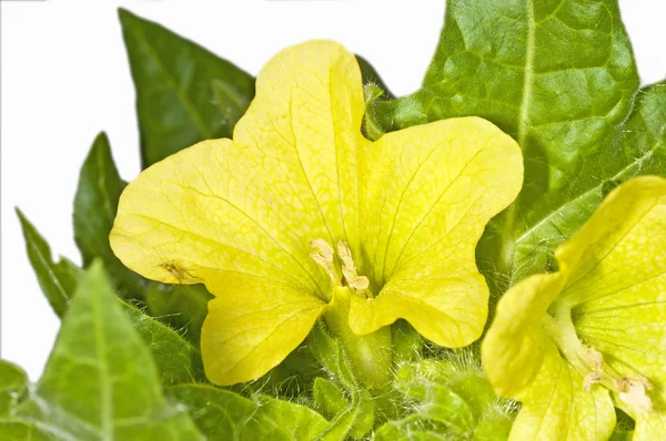 Gele hennep, middeleeuwse medicijnplant — Stockfoto