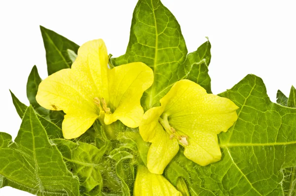 Gele hennep, middeleeuwse medicijnplant — Stockfoto