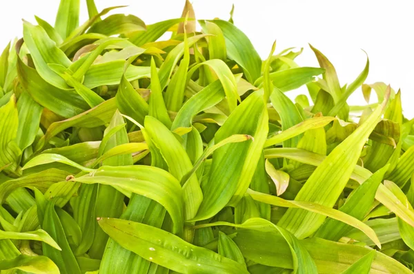 Bejing grass — Zdjęcie stockowe