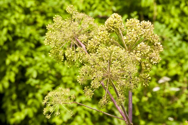 Angelica medicine plant and food — Stock Photo, Image