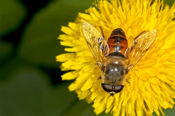 Flower fly on a dandelion — Stock Photo, Image
