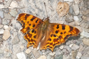 virgül kelebek, polygonia c-albüm