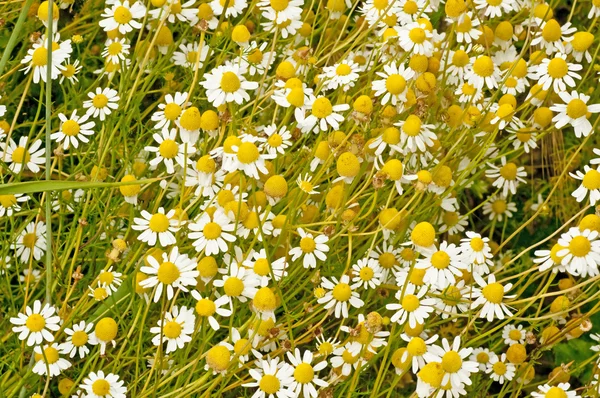 stock image Chamomile