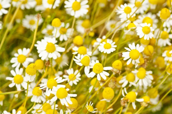 stock image Chamomile