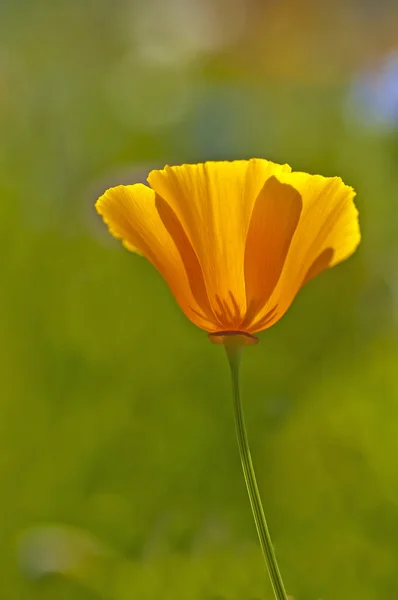加州罂粟 — 图库照片