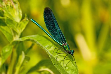 güzel telli, calopteryx Başak