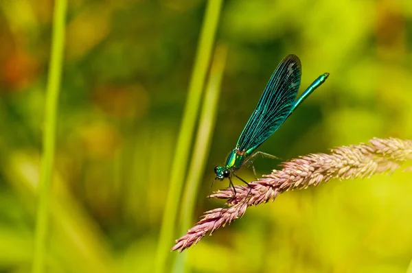 Blå jungfruslända, calopteryx virgo — Stockfoto