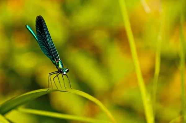 Blå jungfruslända, calopteryx virgo — Stockfoto