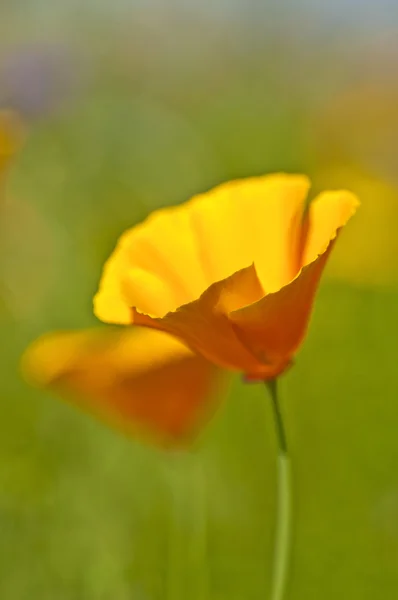 Californian poppy — Stock Photo, Image
