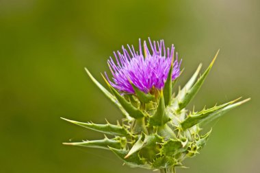 Kutsal thistle