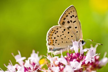 gemeenschappelijke blauw, polyommatus icarus